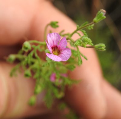 Jamesbrittenia aurantiaca, photographed by Matthew Fainman