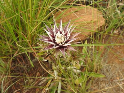 Macledium zeyheri, photographed by Matthew Fainman