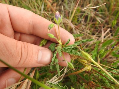 Monsonia angustifolia, photographed by Matthew Fainman