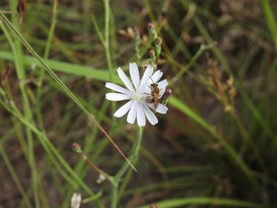Lactuca inermis, photographed by Matthew Fainman
