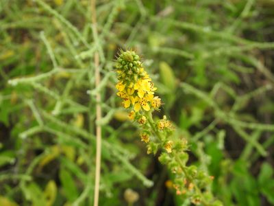 Agrimonia bracteata, photographed by Matthew Fainman