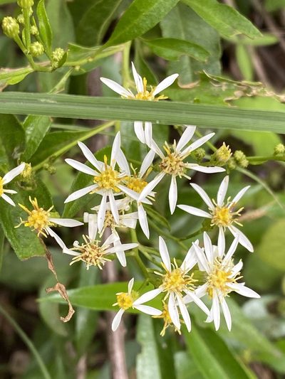 Phaseolaster fulgens, photographed by Richard Fuller