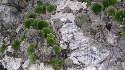 Aztekium hintonii, photographed by Raúl Ernestoo