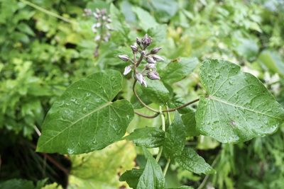 Cynanchum rostellatum, photographed by りなべる