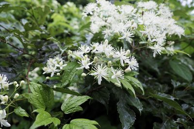 Clematis apiifolia, photographed by りなべる