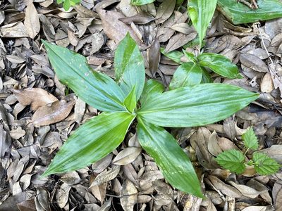 Pollia japonica, photographed by りなべる