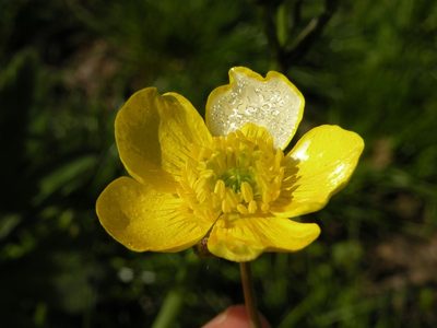 Ranunculus velutinus, photographed by Luca Fornasari