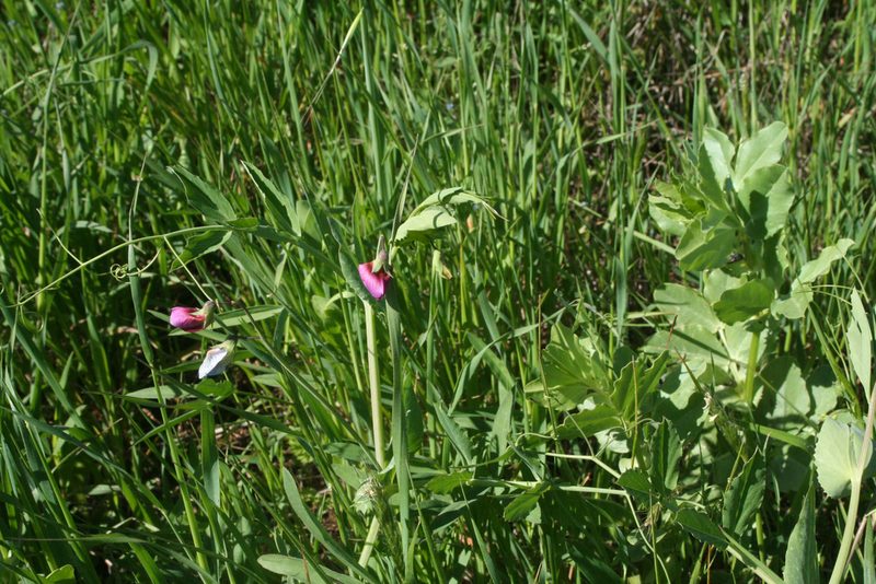 Vicia galilaea, photographed by Oleg Kosterin