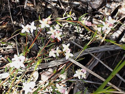 Lachnaea burchellii, photographed by Di Turner
