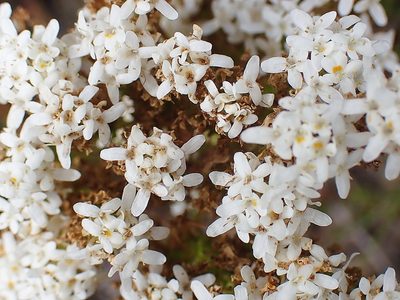 Pseudoselago outeniquensis, photographed by Di Turner