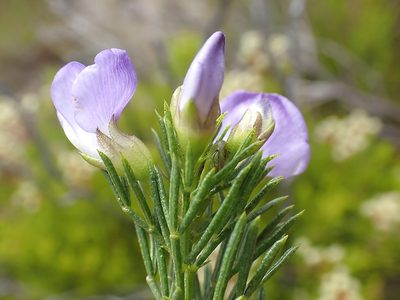 Psoralea axillaris, photographed by Di Turner