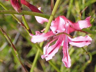 Tritoniopsis ramosa, photographed by Di Turner