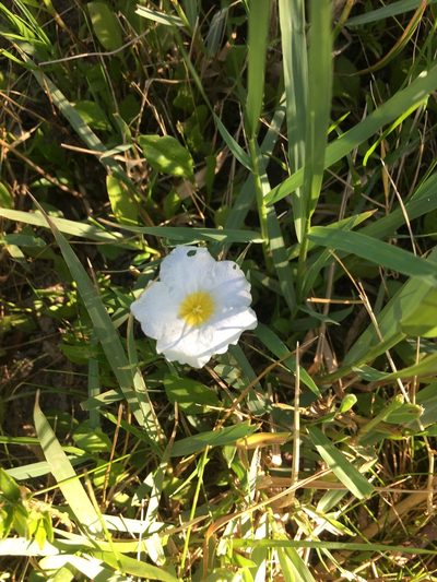Nierembergia rivularis, photographed by Facundo Chieffo