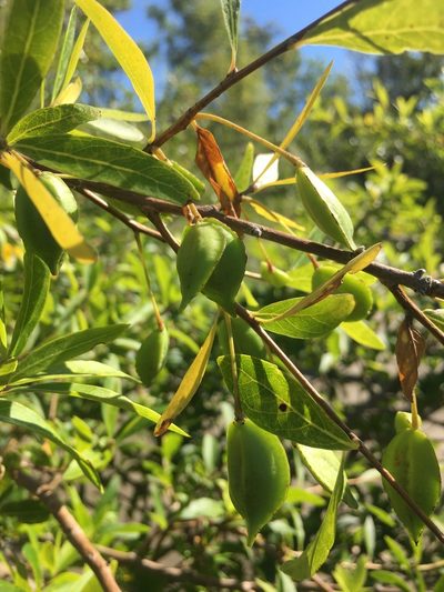 Terminalia australis, photographed by Facundo Chieffo