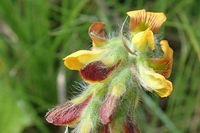 Eriosema salignum, photographed by Peter Warren