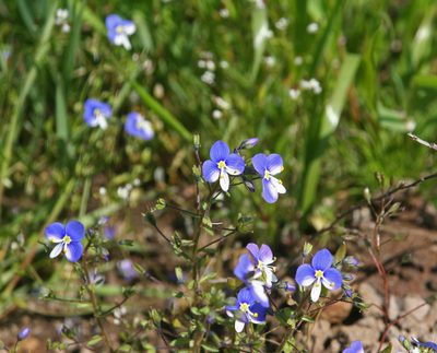 Veronica syriaca, photographed by Oleg Kosterin