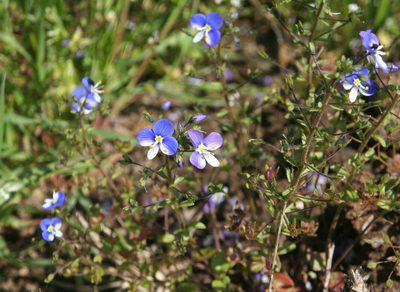 Veronica syriaca, photographed by Oleg Kosterin