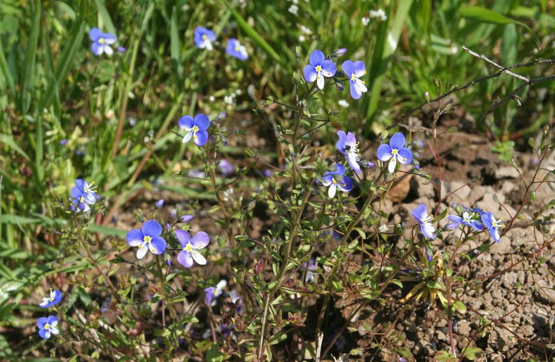 Veronica syriaca, photographed by Oleg Kosterin