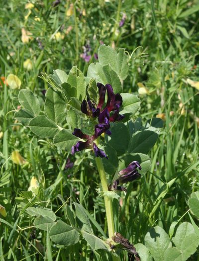 Vicia narbonensis, photographed by Oleg Kosterin