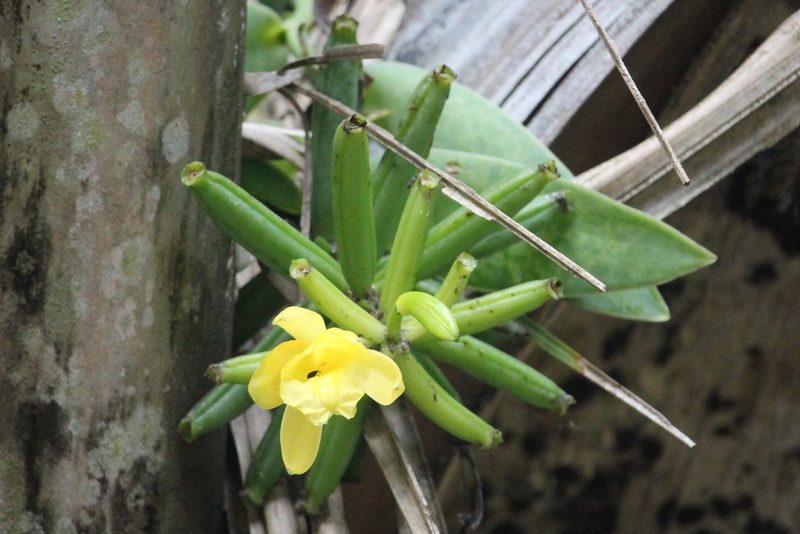 Vanilla palmarum, photographed by Ramon and Suzanne Vargas