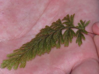 Hymenophyllum aeruginosum, photographed by Jeremy Gilmore