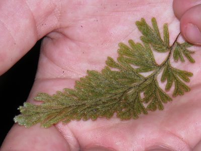 Hymenophyllum aeruginosum, photographed by Jeremy Gilmore