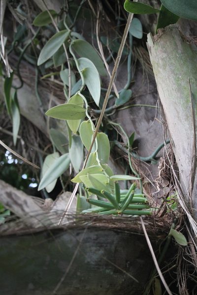 Vanilla palmarum, photographed by Ramon and Suzanne Vargas