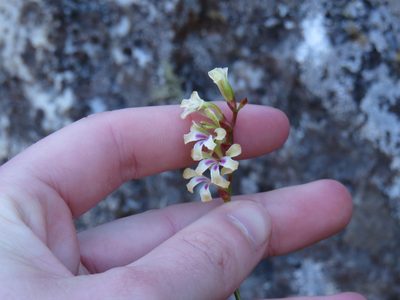 Tritoniopsis unguicularis, photographed by Jeremy Gilmore