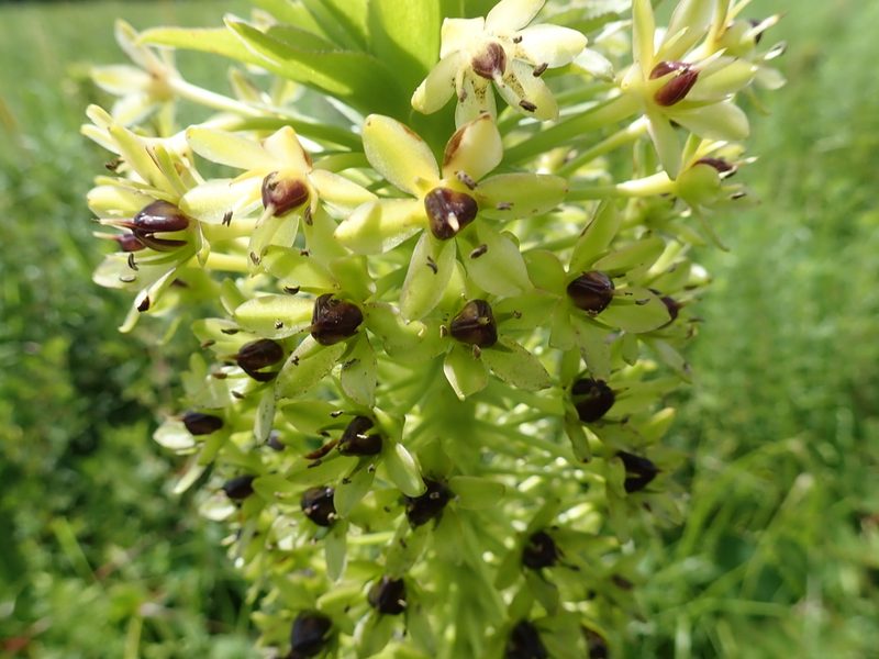 Eucomis comosa, photographed by Peter Warren