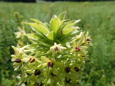Eucomis comosa, photographed by Peter Warren