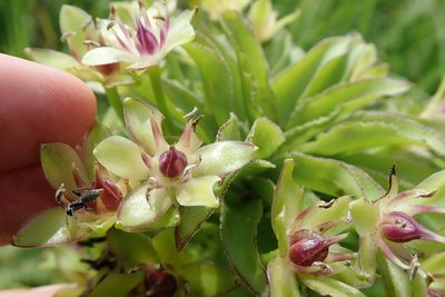Eucomis comosa, photographed by Peter Warren