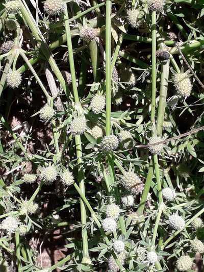 Eryngium divaricatum, photographed by Eduardo Luis Beltrocco
