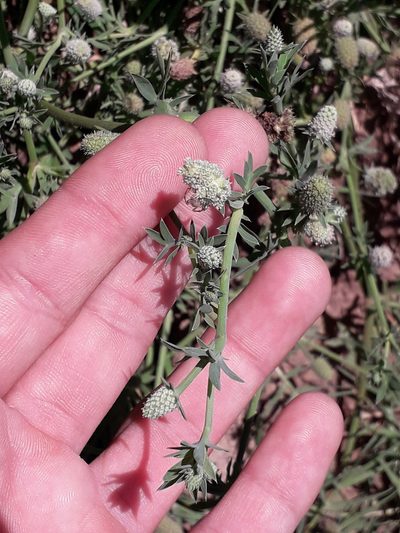Eryngium divaricatum, photographed by Eduardo Luis Beltrocco