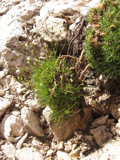 Sabulina austriaca, photographed by Luca Fornasari