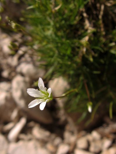 Sabulina austriaca, photographed by Luca Fornasari