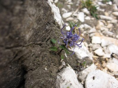 Phyteuma sieberi, photographed by Luca Fornasari