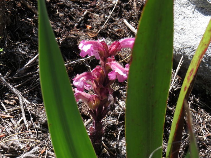 Harveya pauciflora, photographed by Jeremy Gilmore