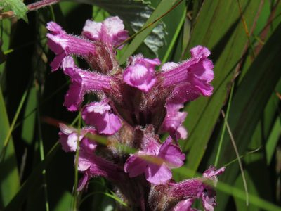 Harveya pauciflora, photographed by Jeremy Gilmore