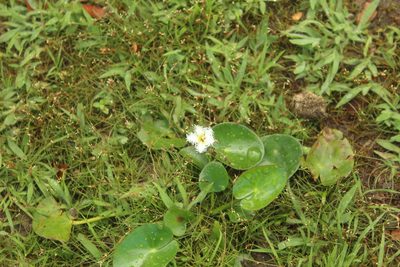 Nymphoides humboldtiana, photographed by Andrés Ramírez-Barrera