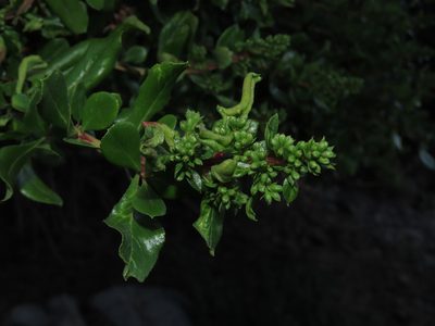 Escallonia myrtoidea, photographed by Nicolás Lavandero