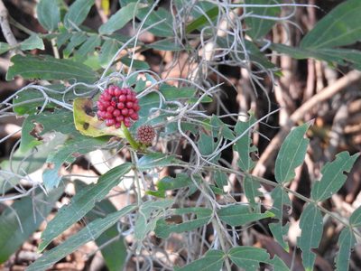 Calliandra haematocephala, photographed by Andrew Durso