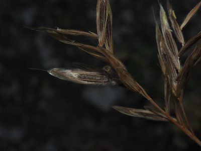 Bromus setifolius, photographed by Nicolás Lavandero