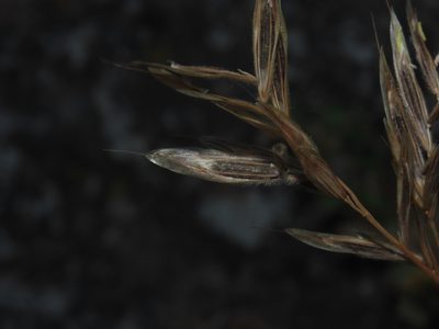 Bromus setifolius, photographed by Nicolás Lavandero