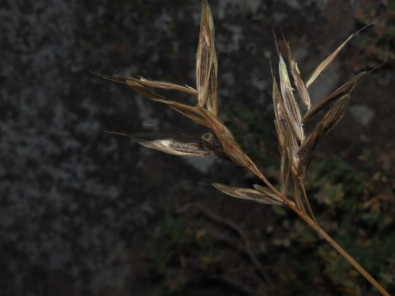 Bromus setifolius, photographed by Nicolás Lavandero