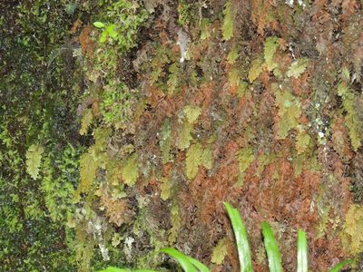 Hymenophyllum aeruginosum