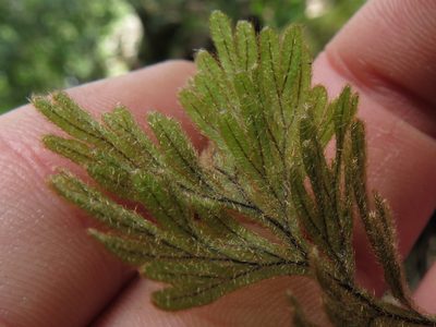 Hymenophyllum aeruginosum, photographed by Jeremy Gilmore
