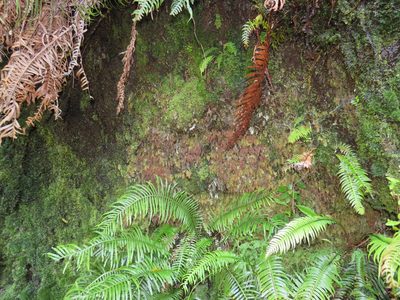 Hymenophyllum aeruginosum, photographed by Jeremy Gilmore