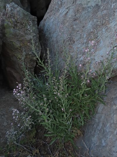Leucheria floribunda, photographed by Nicolás Lavandero