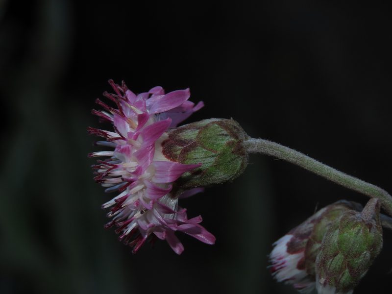 Leucheria floribunda, photographed by Nicolás Lavandero
