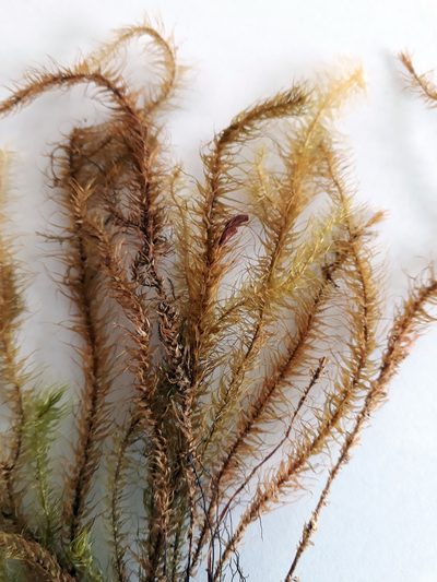 Spiridens reinwardtii, photographed by Peter de Lange